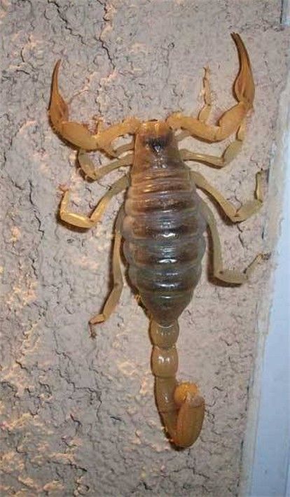 Escorpión en una superficie rugosa