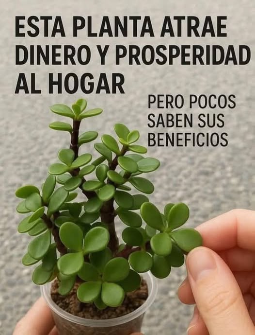 Planta de jade - Crassula ovata