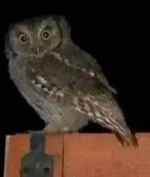 Lechuza posada en un borde