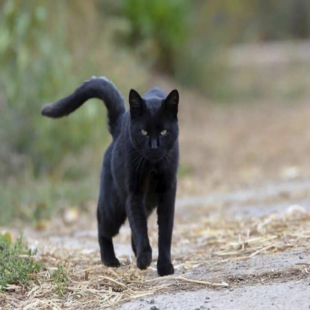 Gato negro en el camino
