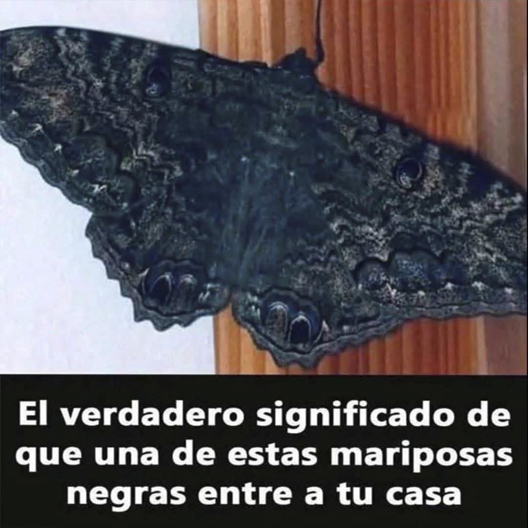 Mariposa negra sobre superficie de madera