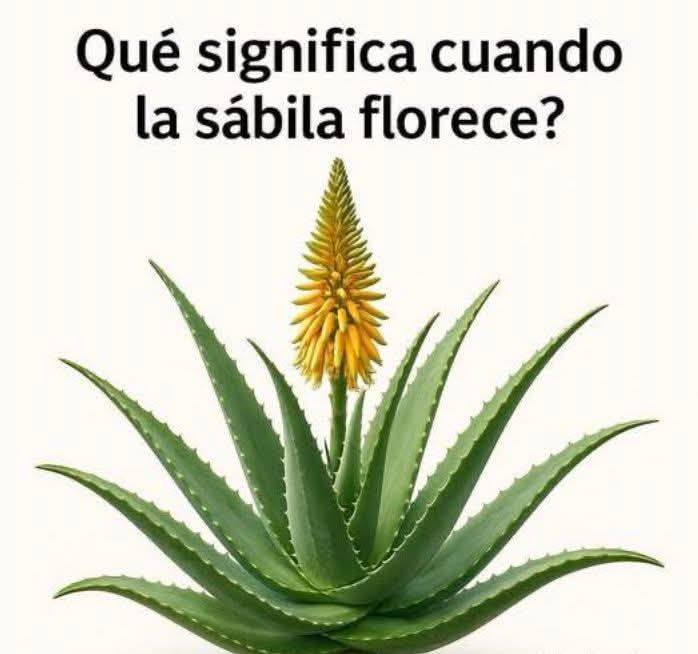 Flor de Sábila