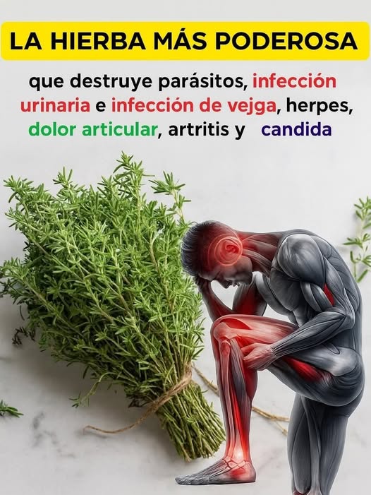 Tomillo y beneficios para la salud