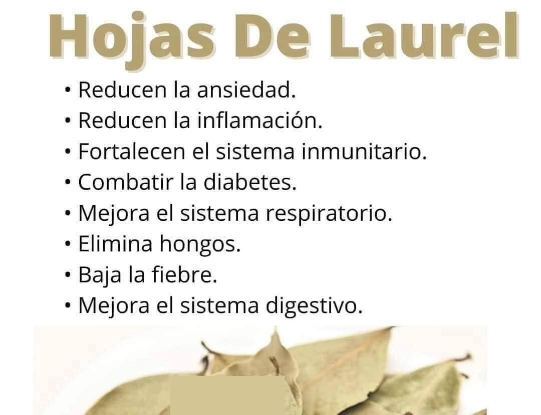 Hojas de Laurel