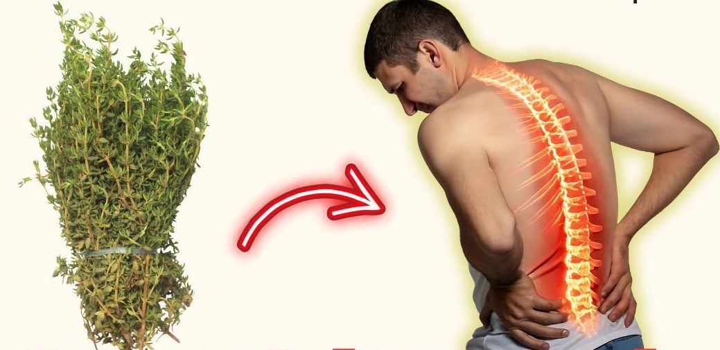 Tomillo y sus Beneficios para la Salud