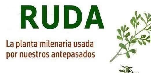 Ruda