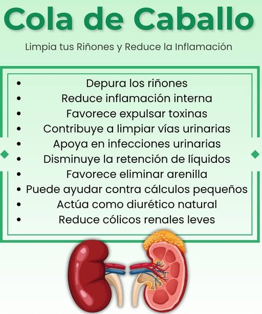 Beneficios de la Cola de Caballo