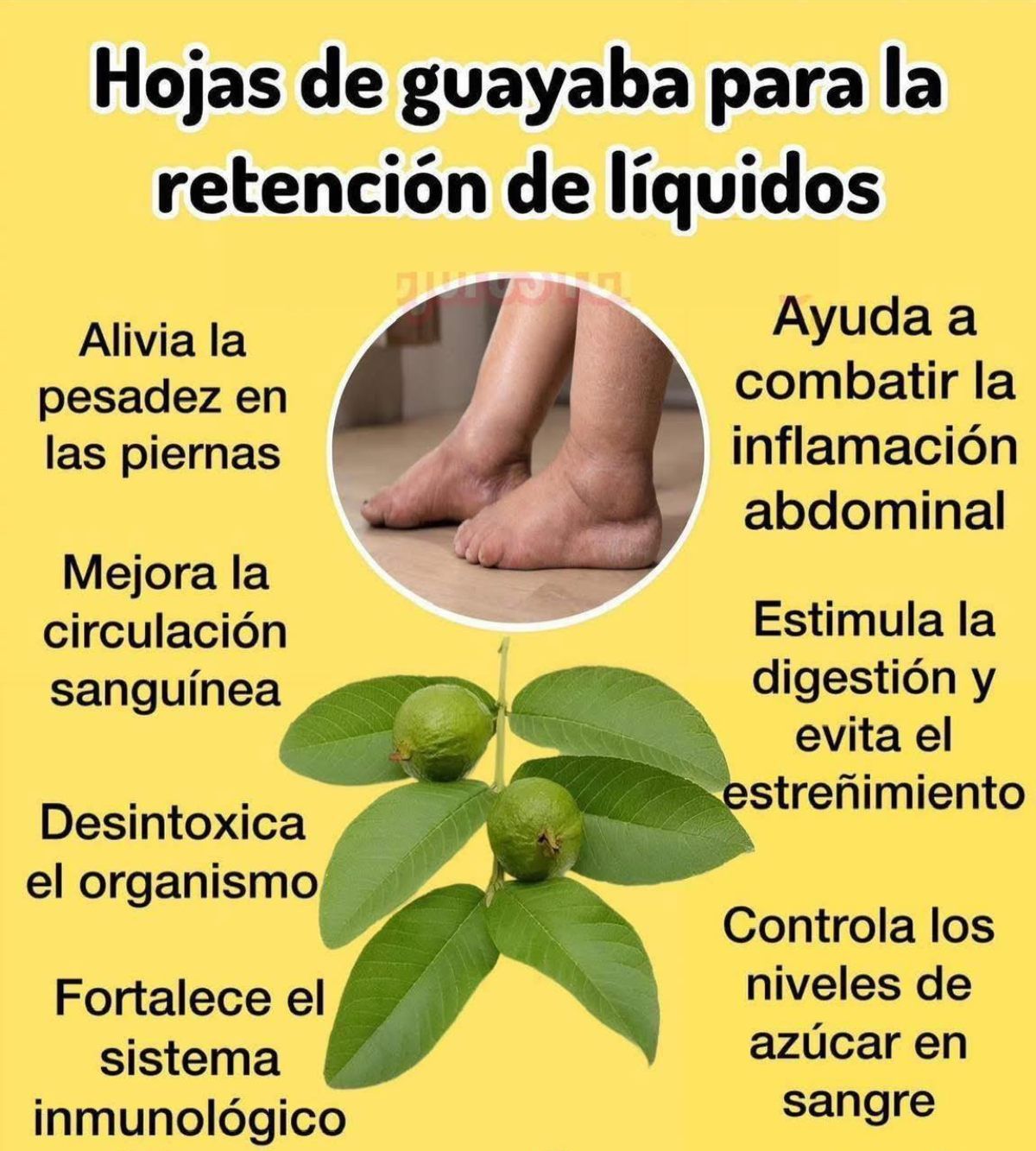Hojas de guayaba y guayabas
