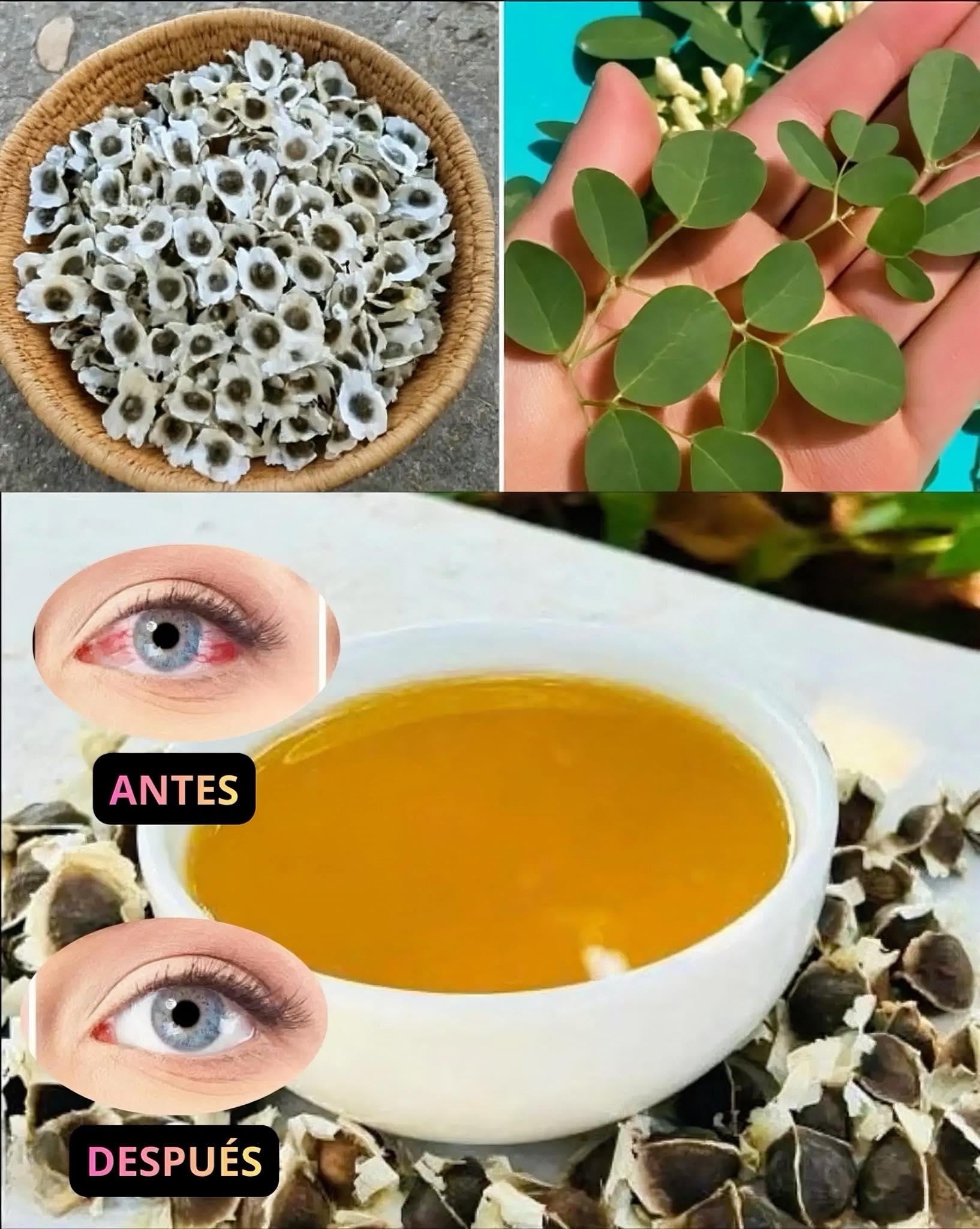 Semillas de Moringa y sus Beneficios