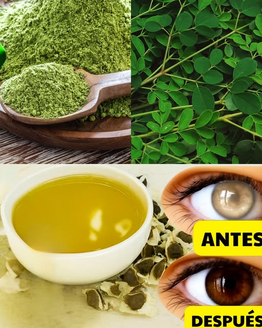 Moringa en polvo, hojas y beneficios para la salud ocular