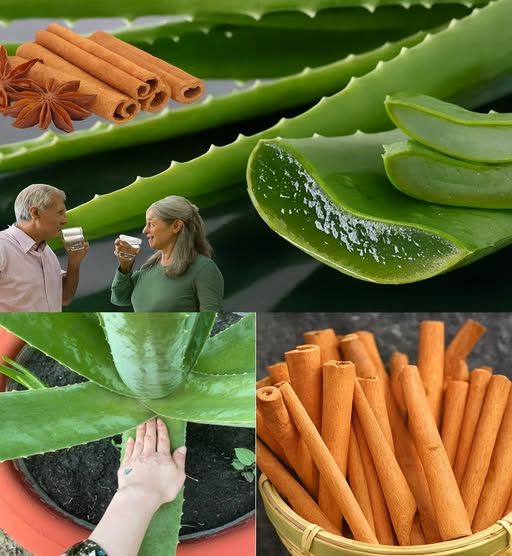 Bebida Natural de Aloe Vera y Canela