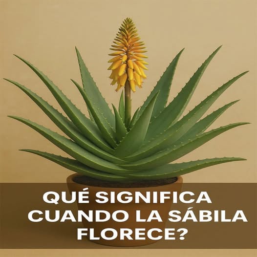 Sábila floreciendo
