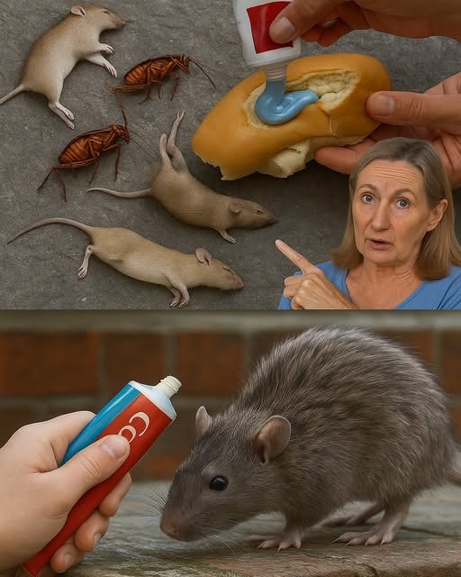 Mezcla de pan y pasta dental para plagas