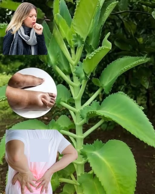 Kalanchoe y sus Beneficios para la Salud