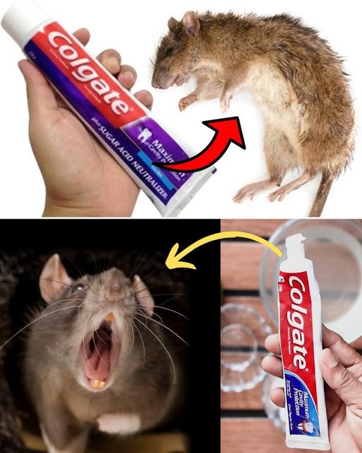 Pasta de dientes y ratones