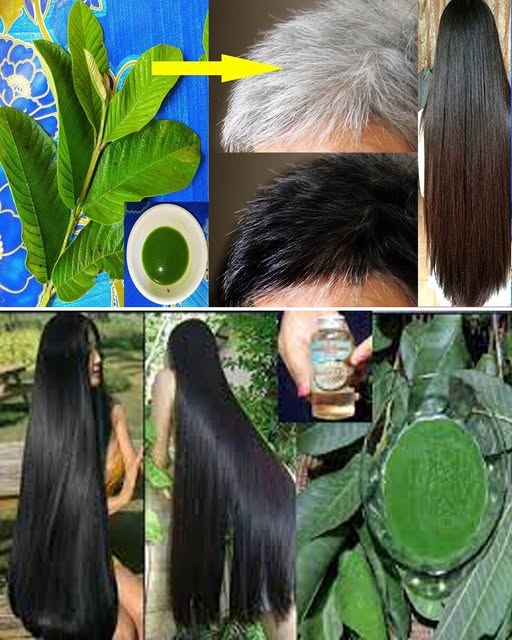 Extracto de hojas de guayaba para el cabello