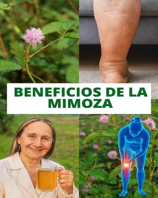 Mimosa pudica planta milagrosa