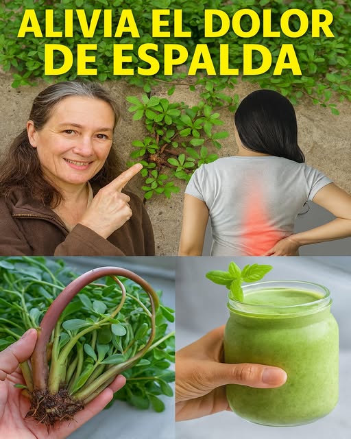 Verdolaga como remedio natural